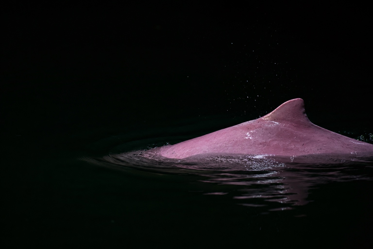 Boto cor-de-rosa na água escura, imagem do BotoZap